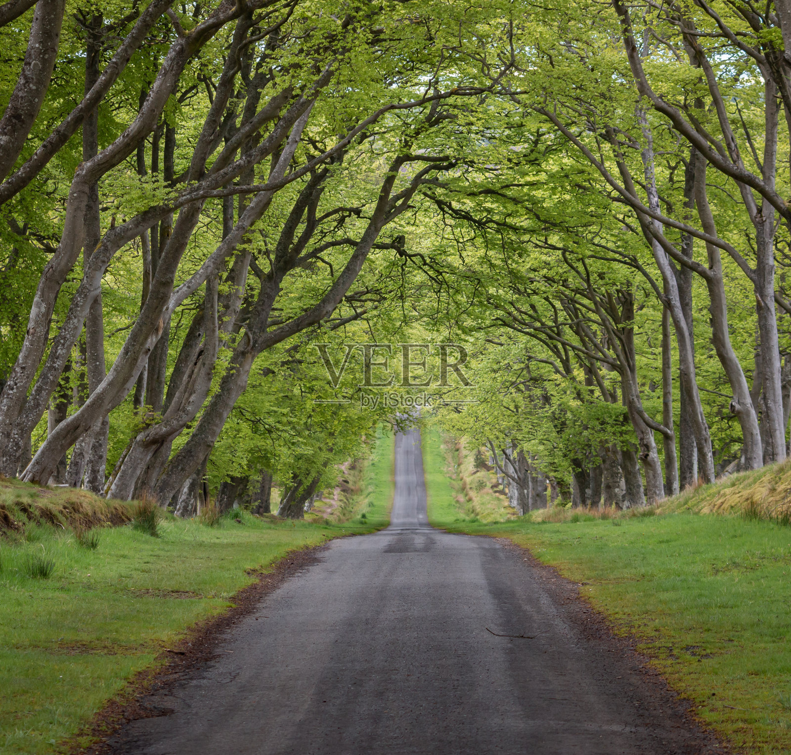穿过树木密布的隧道,看到一条长满青草的乡间小路,苏格兰照片摄影图片