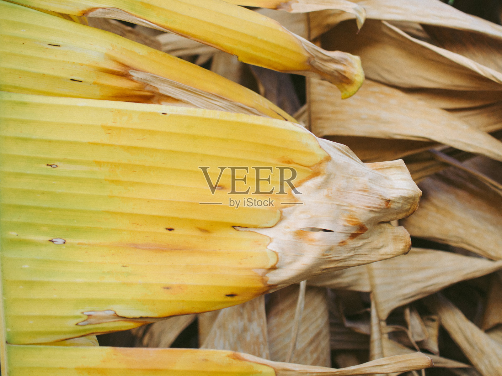 香蕉叶子照片摄影图片