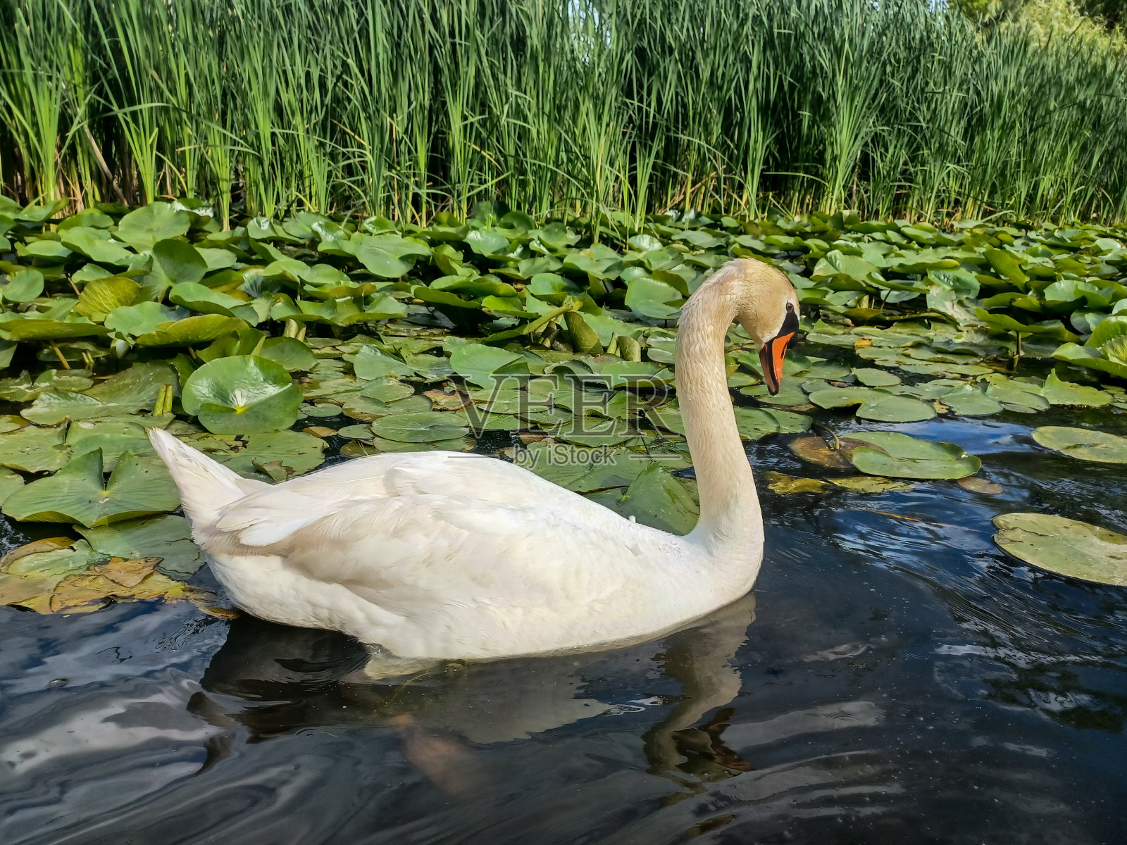 在夏天亨伯里伯照片摄影图片