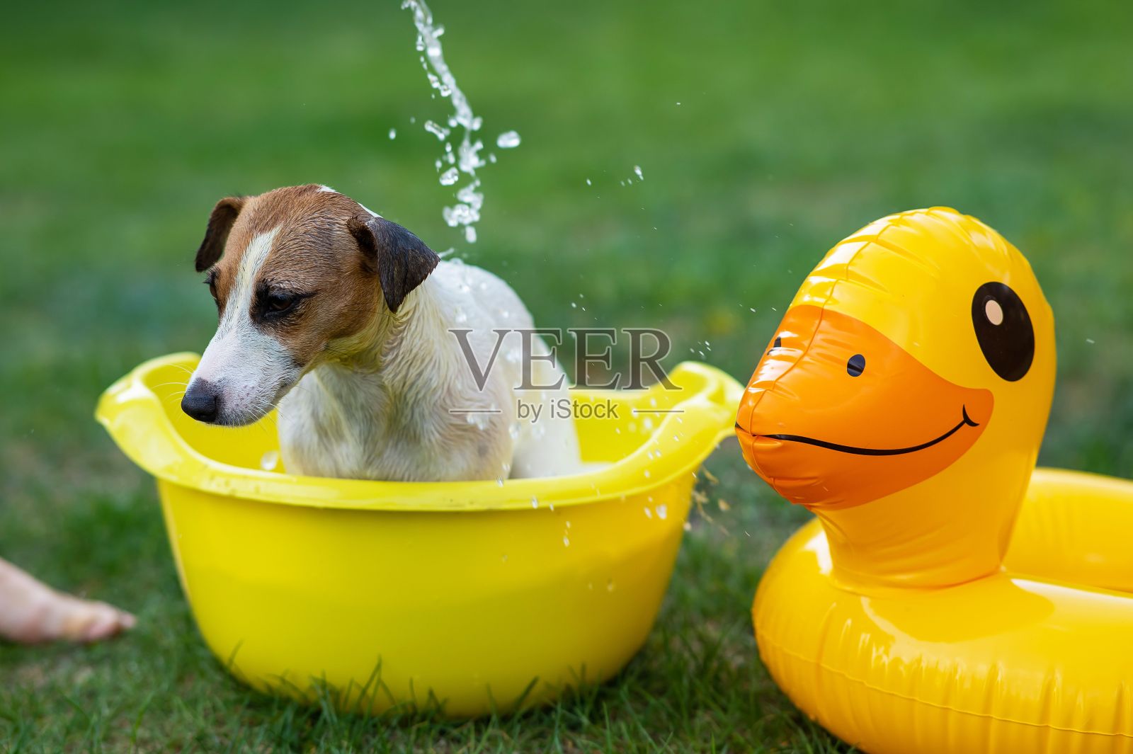 主人在绿色草坪上的黄色盆里给杰克罗素梗狗洗澡。照片摄影图片