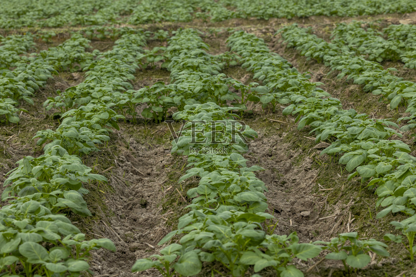 图为孟加拉国种植着正在生长的马铃薯灌木的田地。马铃薯作物的栽培照片摄影图片