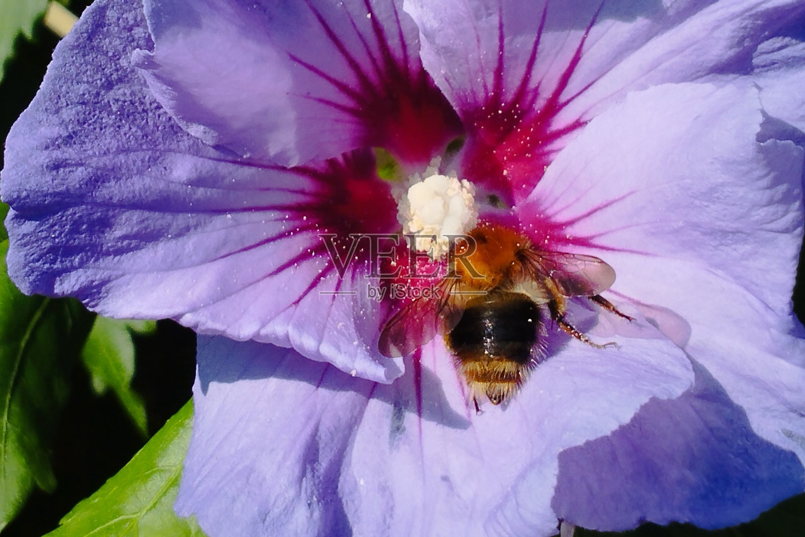 大黄蜂在木槿花中收集花粉照片摄影图片