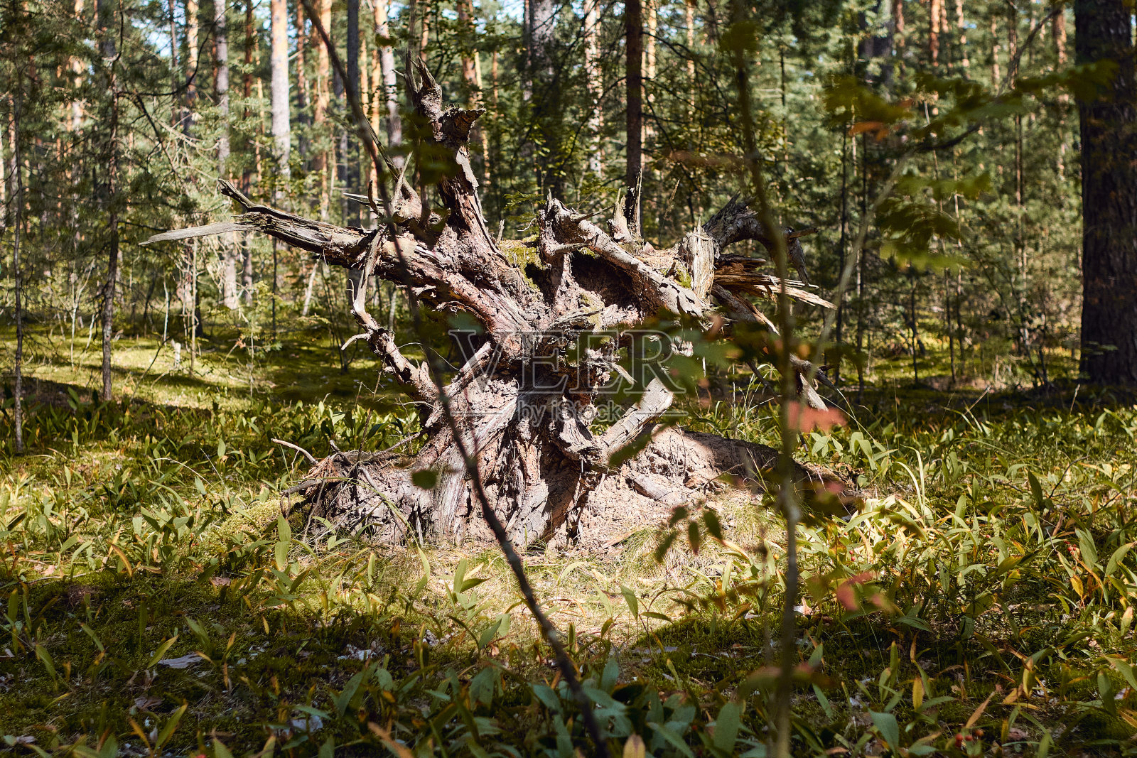树根照片摄影图片