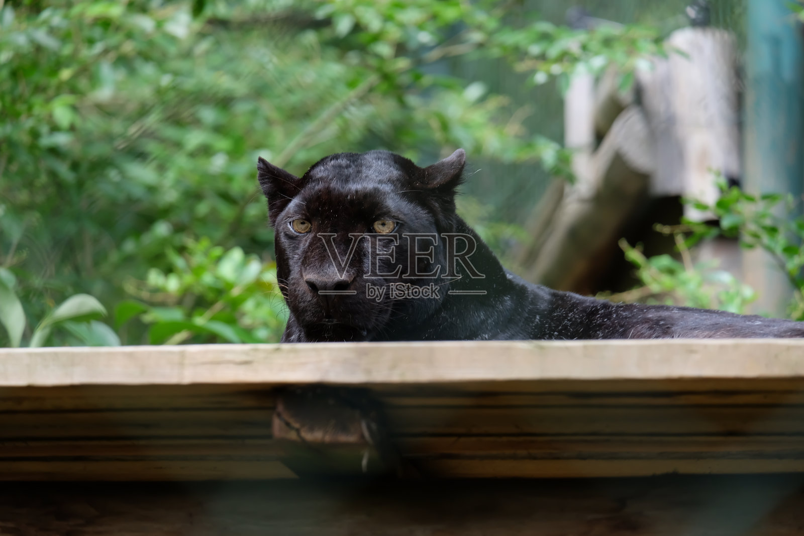 动物园的动物照片摄影图片