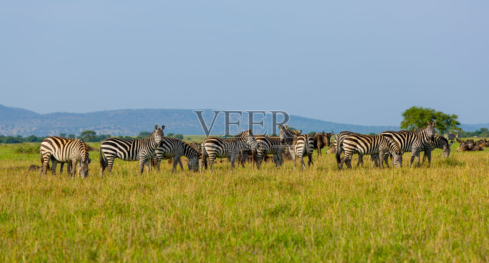 塞伦盖蒂平原上的斑马群照片摄影图片