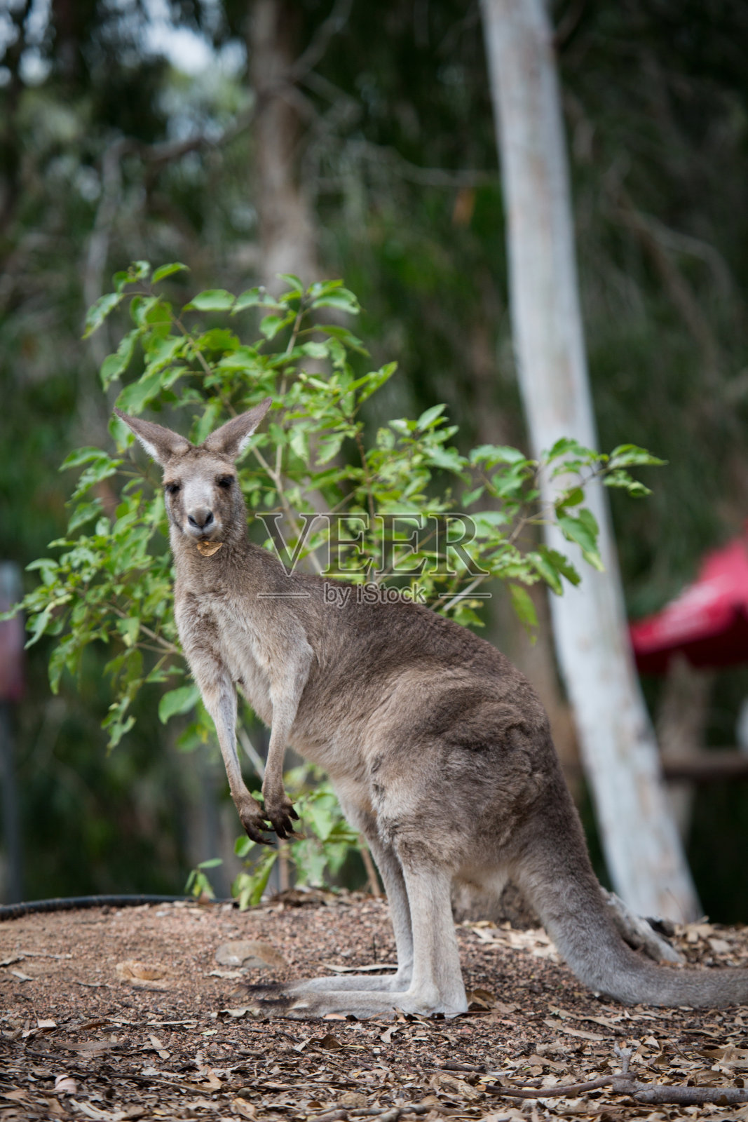 澳大利亚照片摄影图片