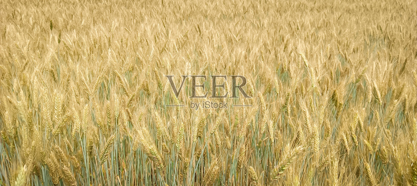 麦穗成熟的麦田照片摄影图片