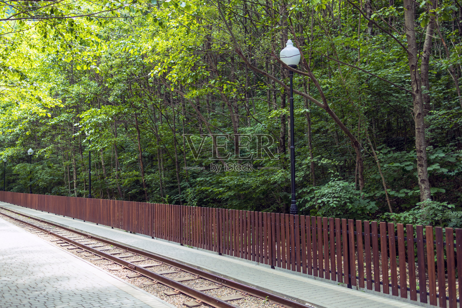 森林中的窄轨铁路。照片摄影图片