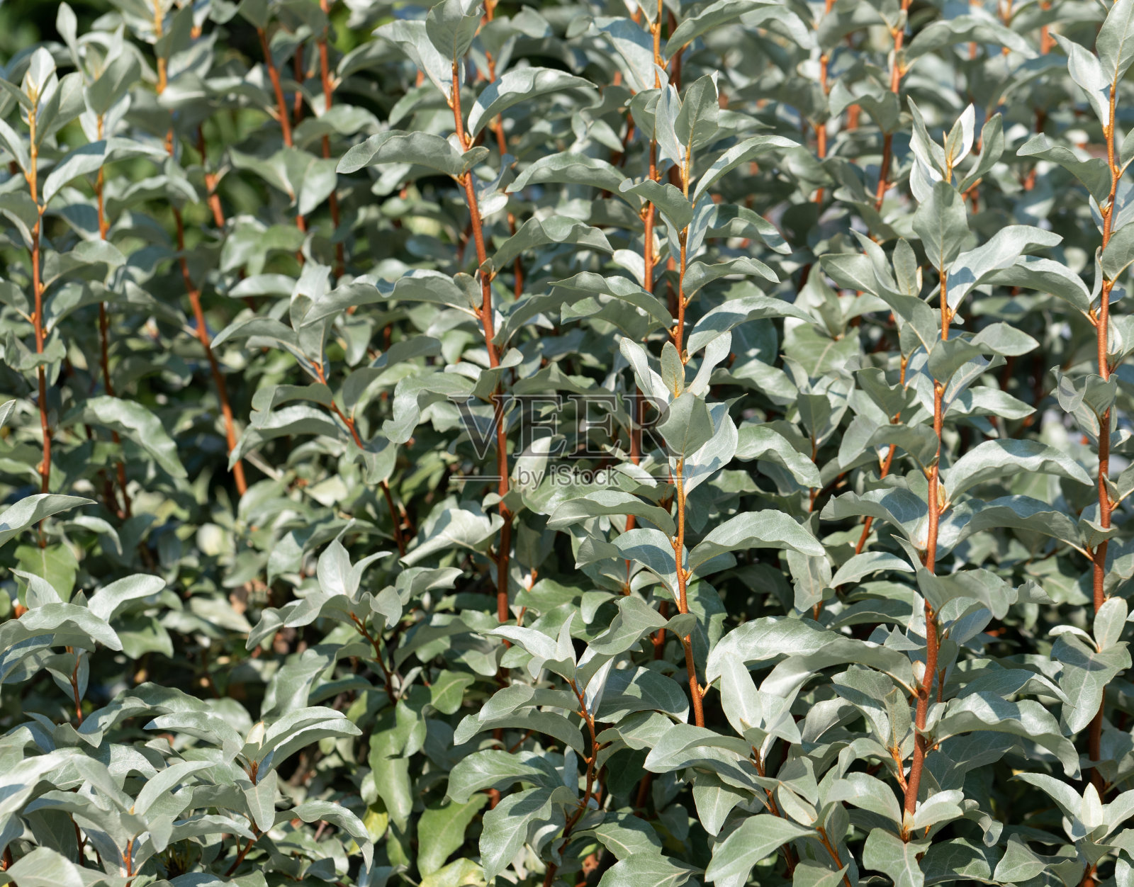 美丽的观赏灌木,银叶。银莓,兔莓,花栗。照片摄影图片