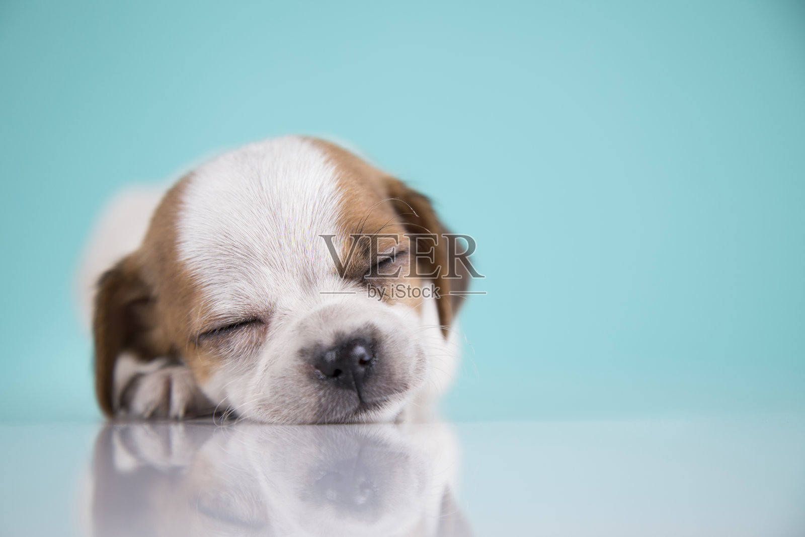 快乐的小狗在睡觉照片摄影图片