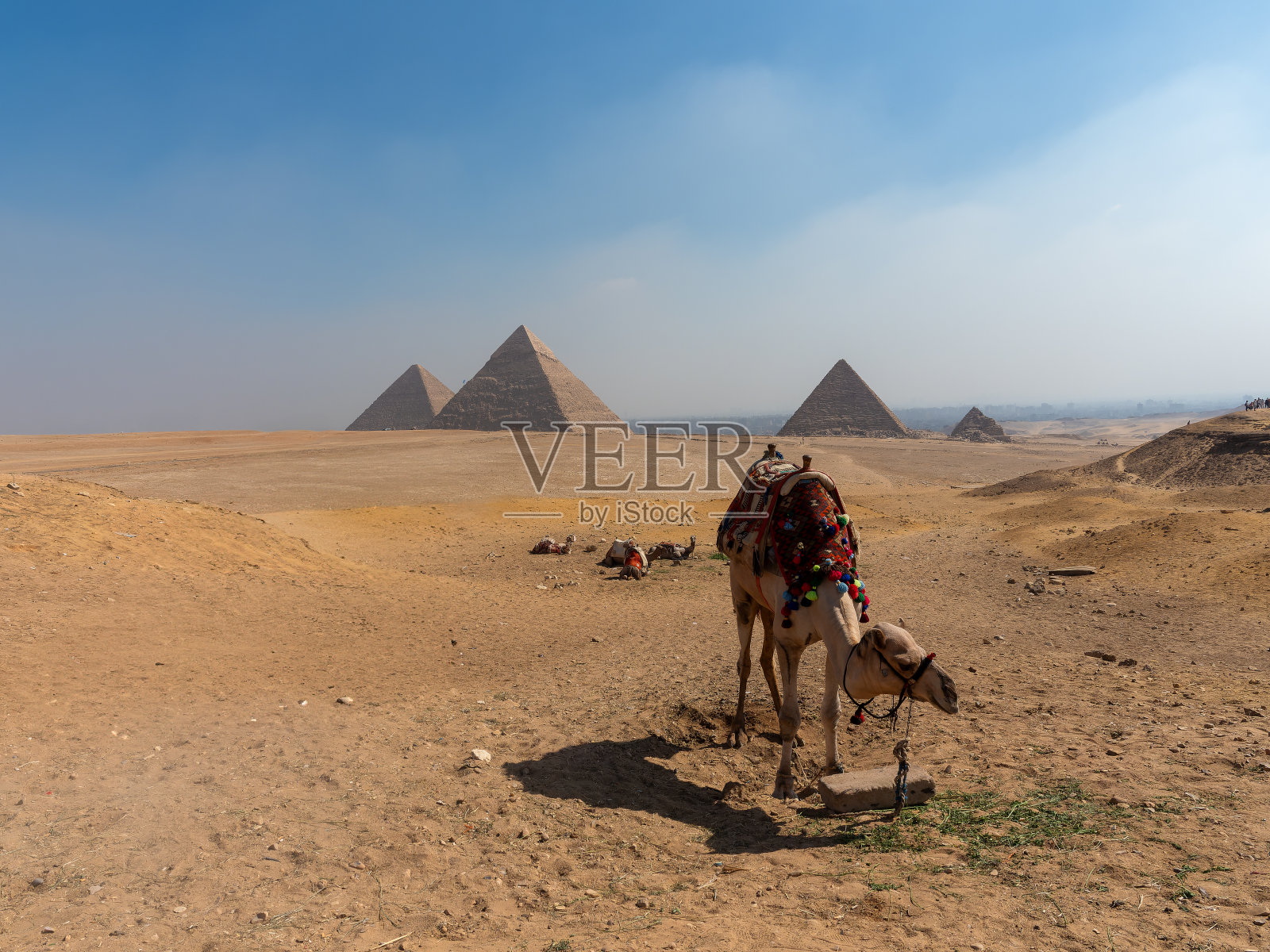 埃及开罗吉萨金字塔全景,骆驼点缀其间照片摄影图片