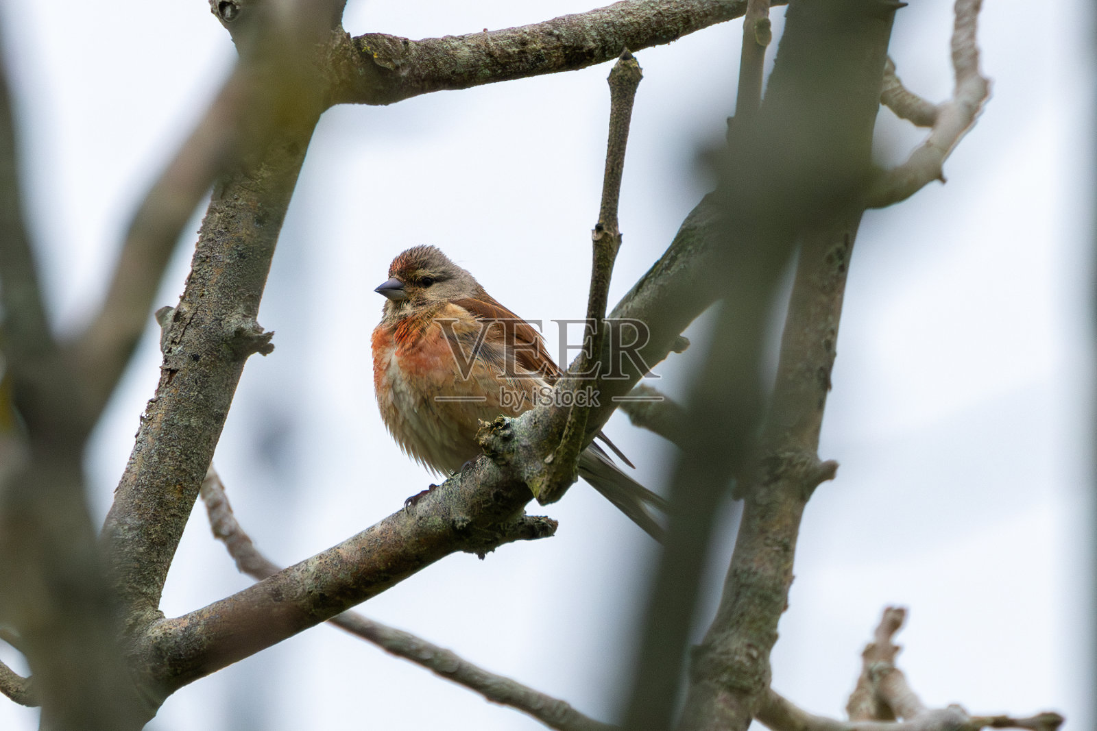 爱尔兰都柏林公牛岛上的雄性红雀照片摄影图片