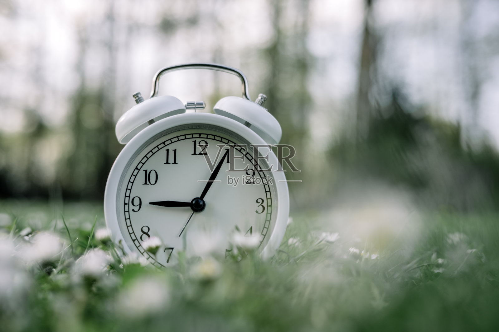 戴着雏菊花的草地上的白色闹钟照片摄影图片