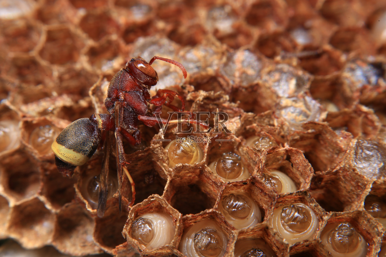 蜜蜂在蜂巢上的近景。这是一个黄蜂家族的巢,这是一个特写镜头。照片摄影图片