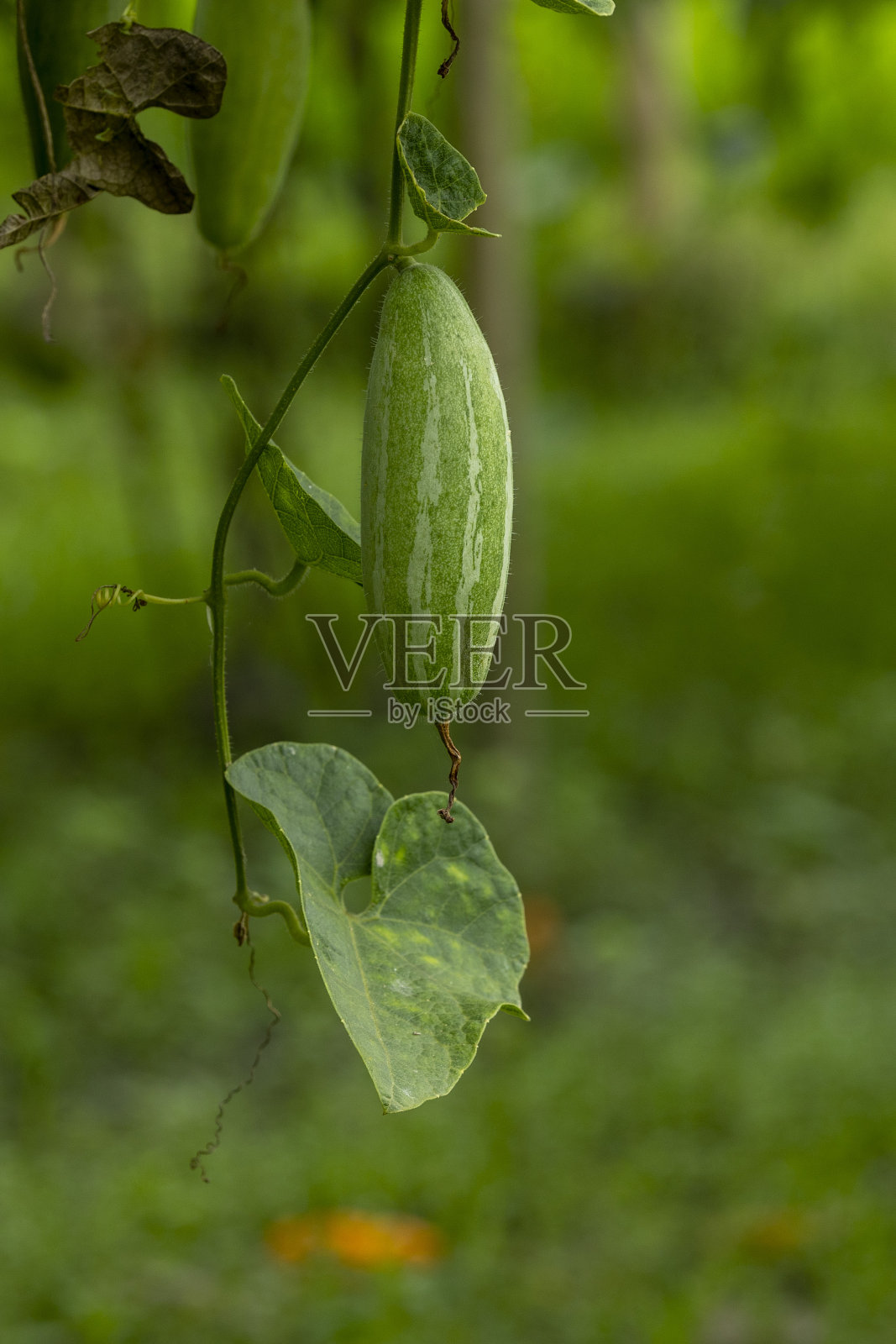 尖葫芦的特写图像。在孟加拉国,它被称为potl。照片摄影图片