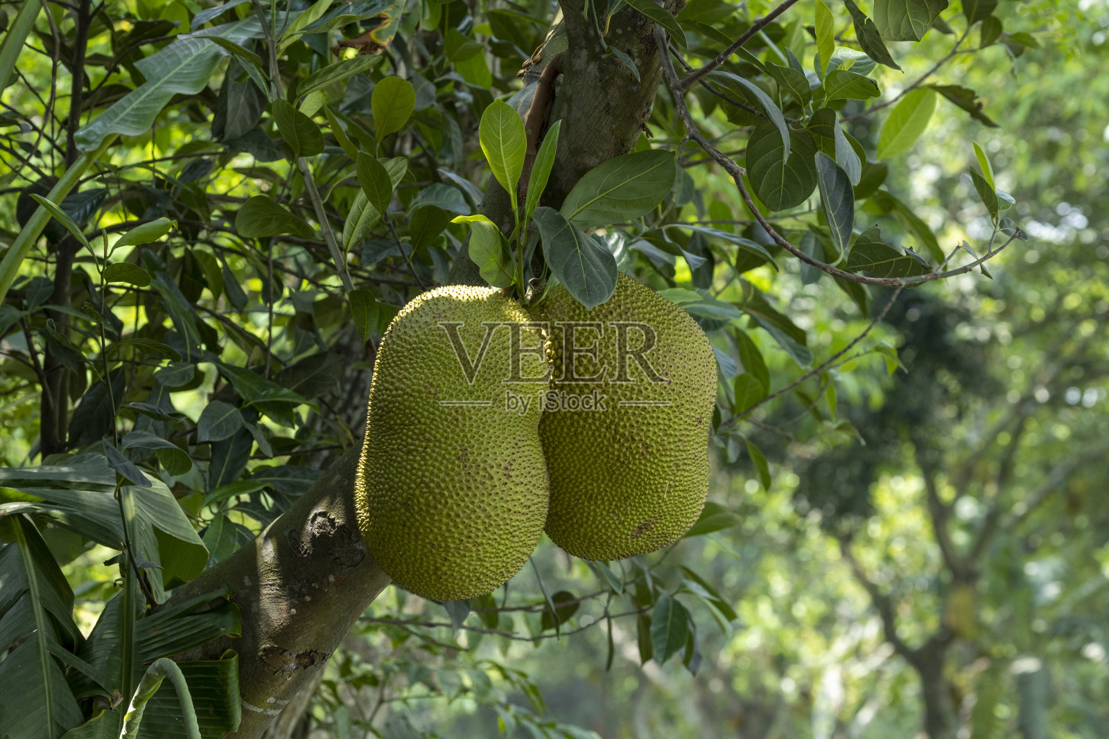 树上挂着许多菠萝蜜,最大的一个快熟了,可以吃了照片摄影图片