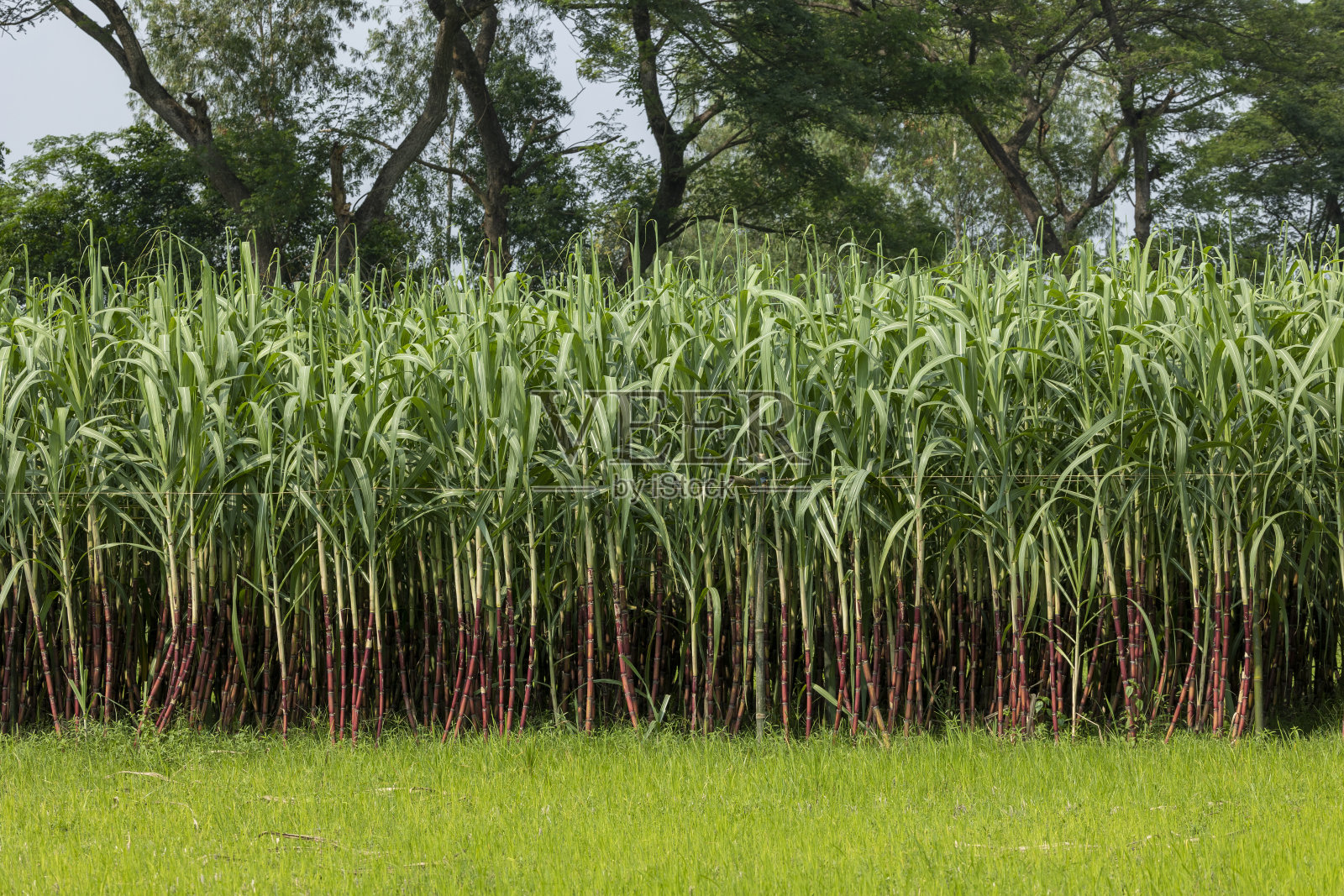 甘蔗田,甘蔗是世界上产量最大的作物。照片摄影图片