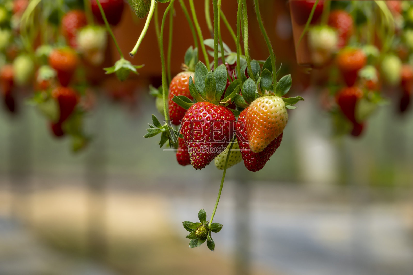 红草莓挂特写镜头照片摄影图片