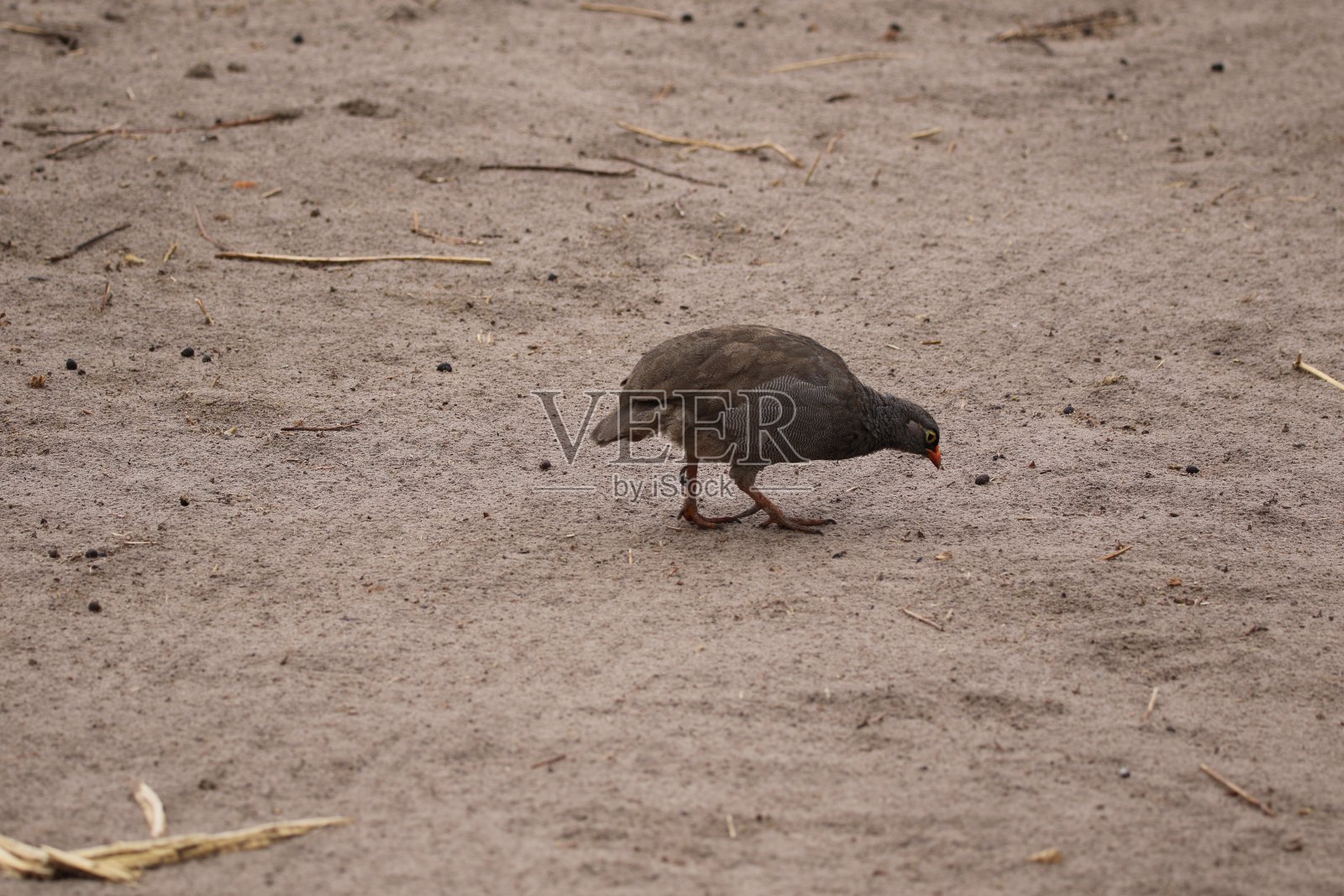 鹧鸪照片摄影图片