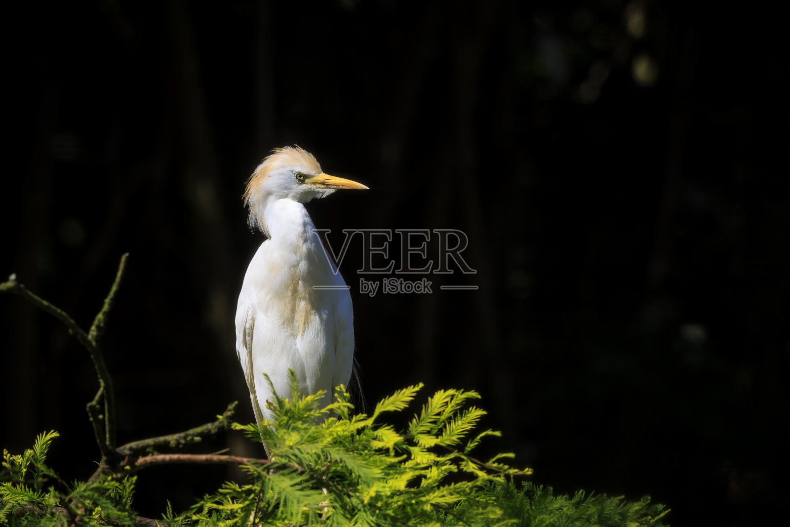 栖息在树上的西部牛白鹭,朱鹭照片摄影图片