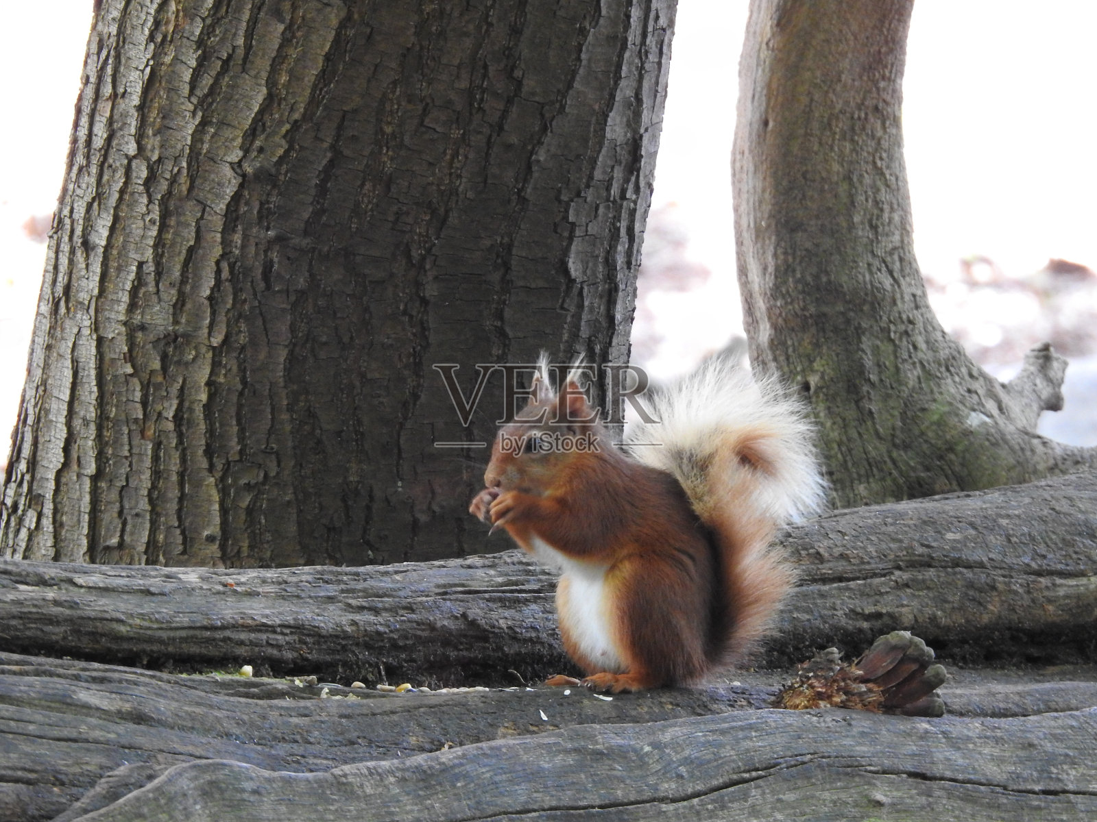 红松鼠栖息在一棵水平的树干上,用爪子叼着嘴吃东西的侧视图照片摄影图片