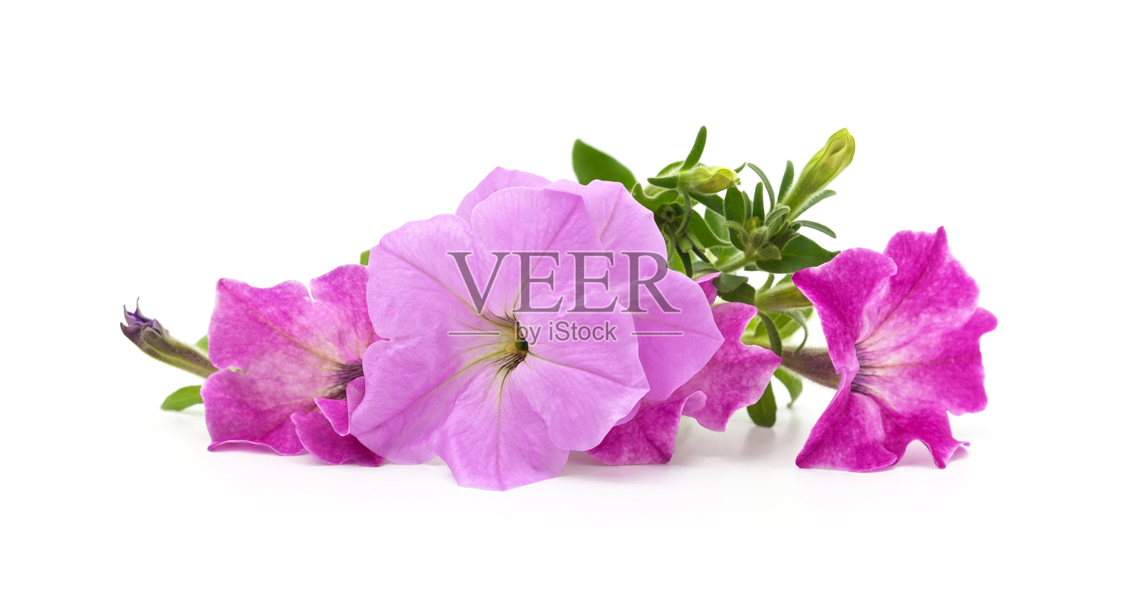 紫色美丽的牵牛花。照片摄影图片