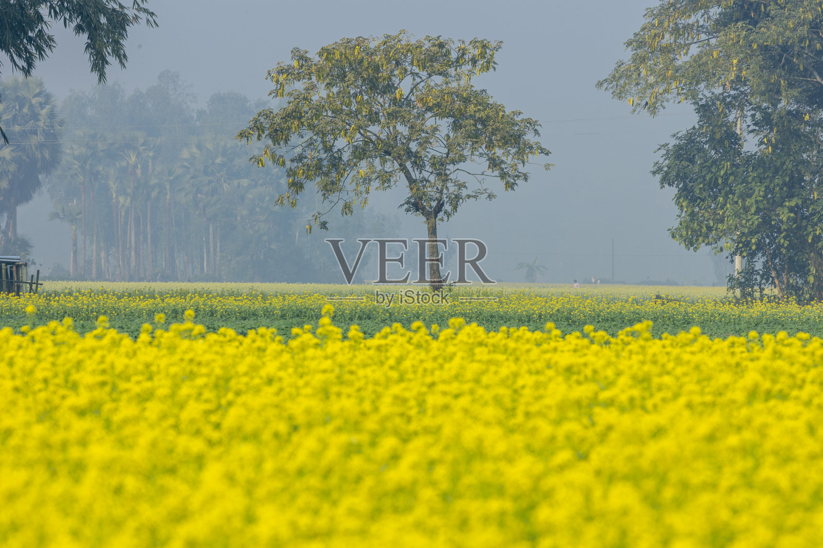 孟加拉博格拉附近,一片盛开着亮黄色花朵的油菜田。照片摄影图片