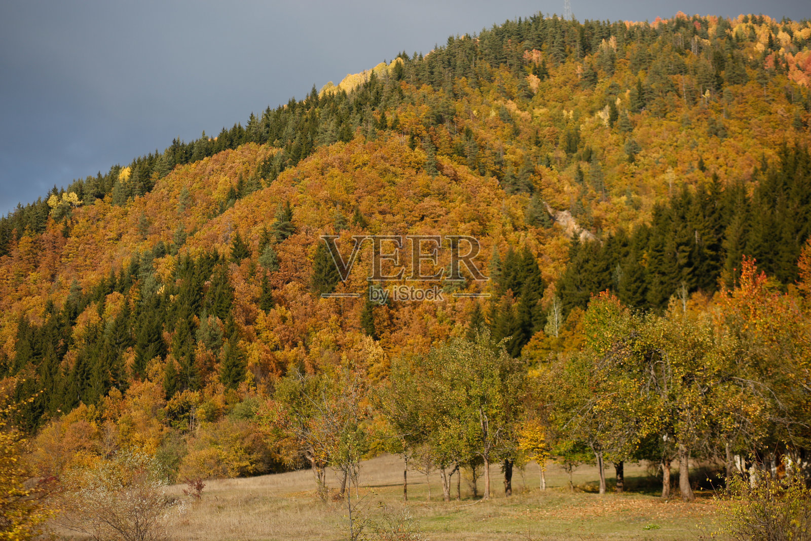 秋天和森林库存照片照片摄影图片