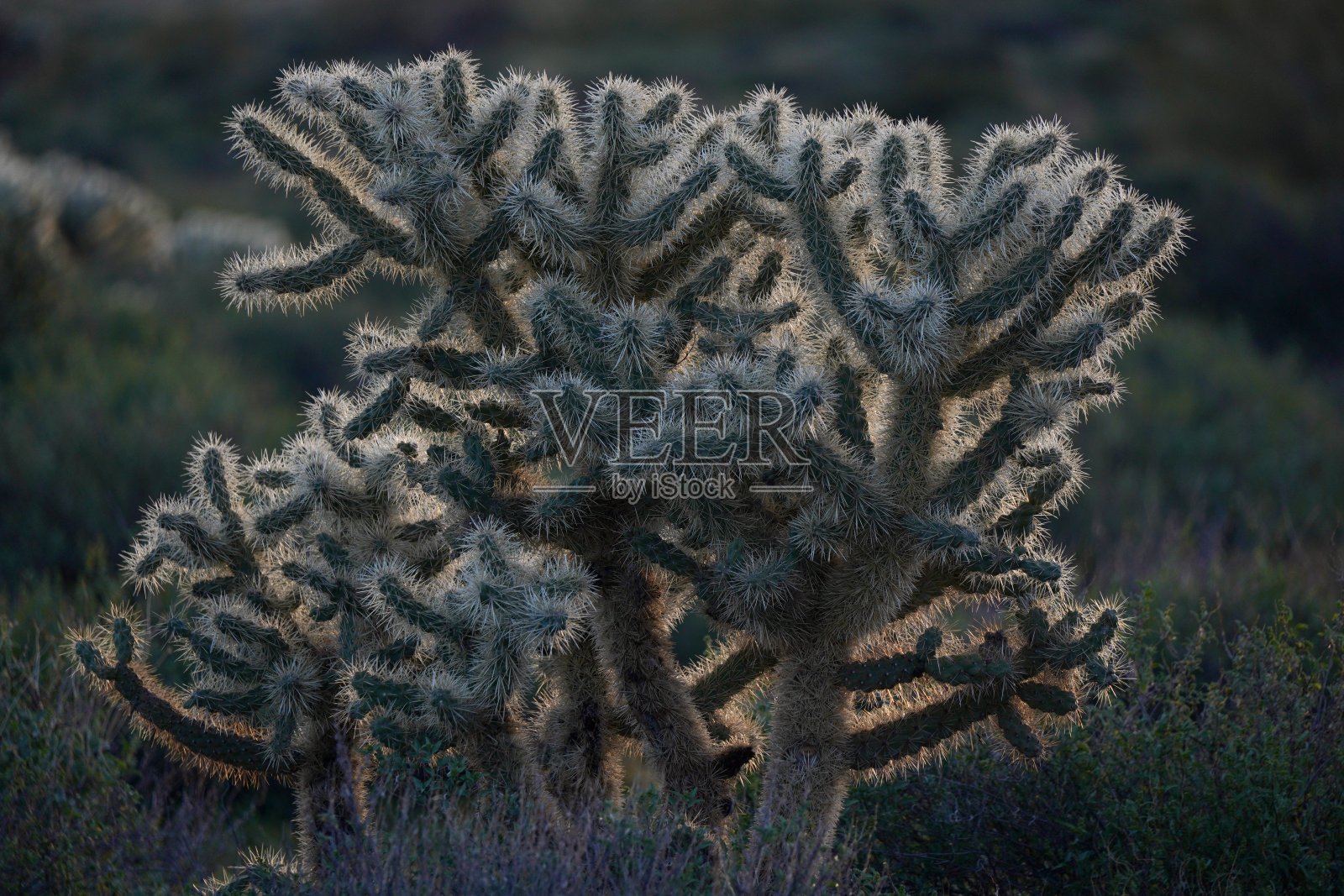 失去了荷兰人照片摄影图片