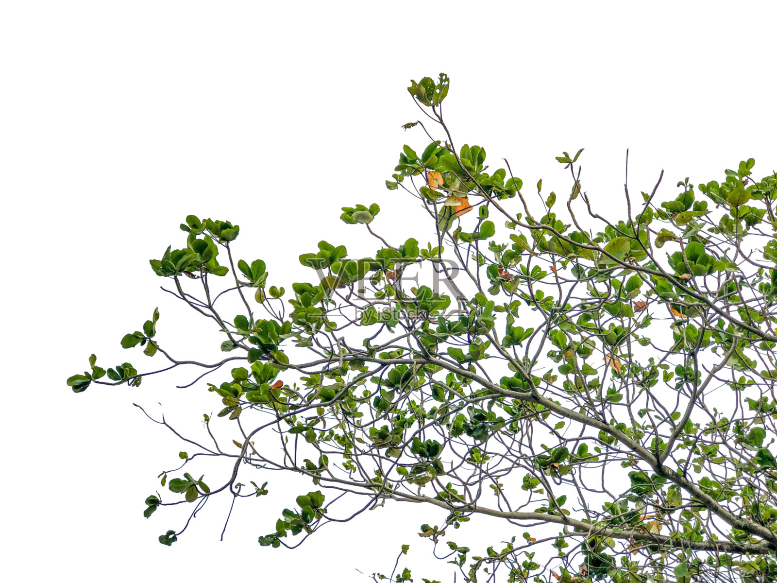 枝叶绿,背景白照片摄影图片