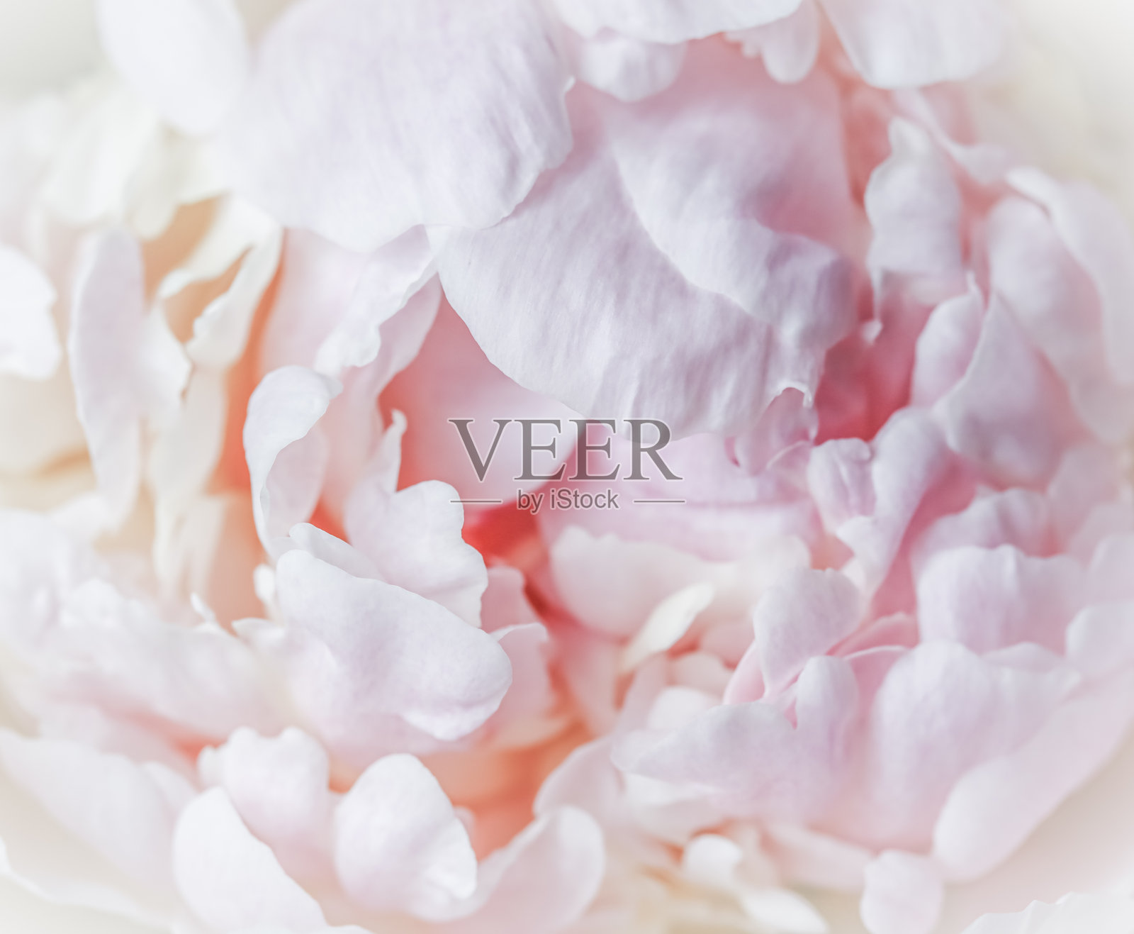 白粉色的牡丹花瓣。软的焦点。抽象的花卉背景假日设计照片摄影图片