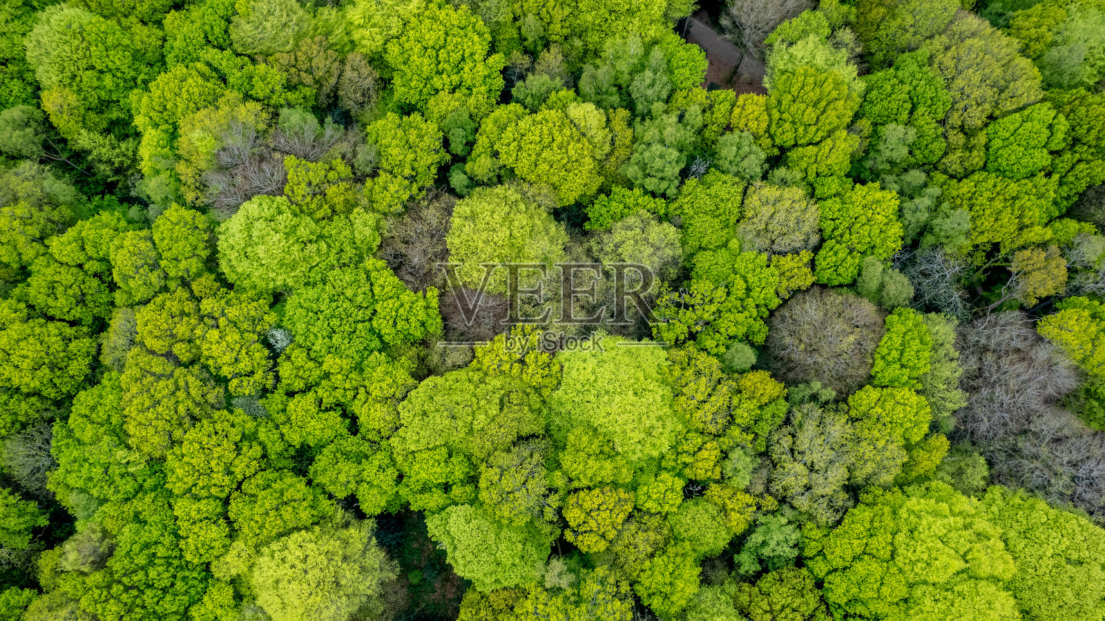 茂密的绿色森林树冠鸟瞰图,展示了树梢的自然图案和纹理。照片摄影图片