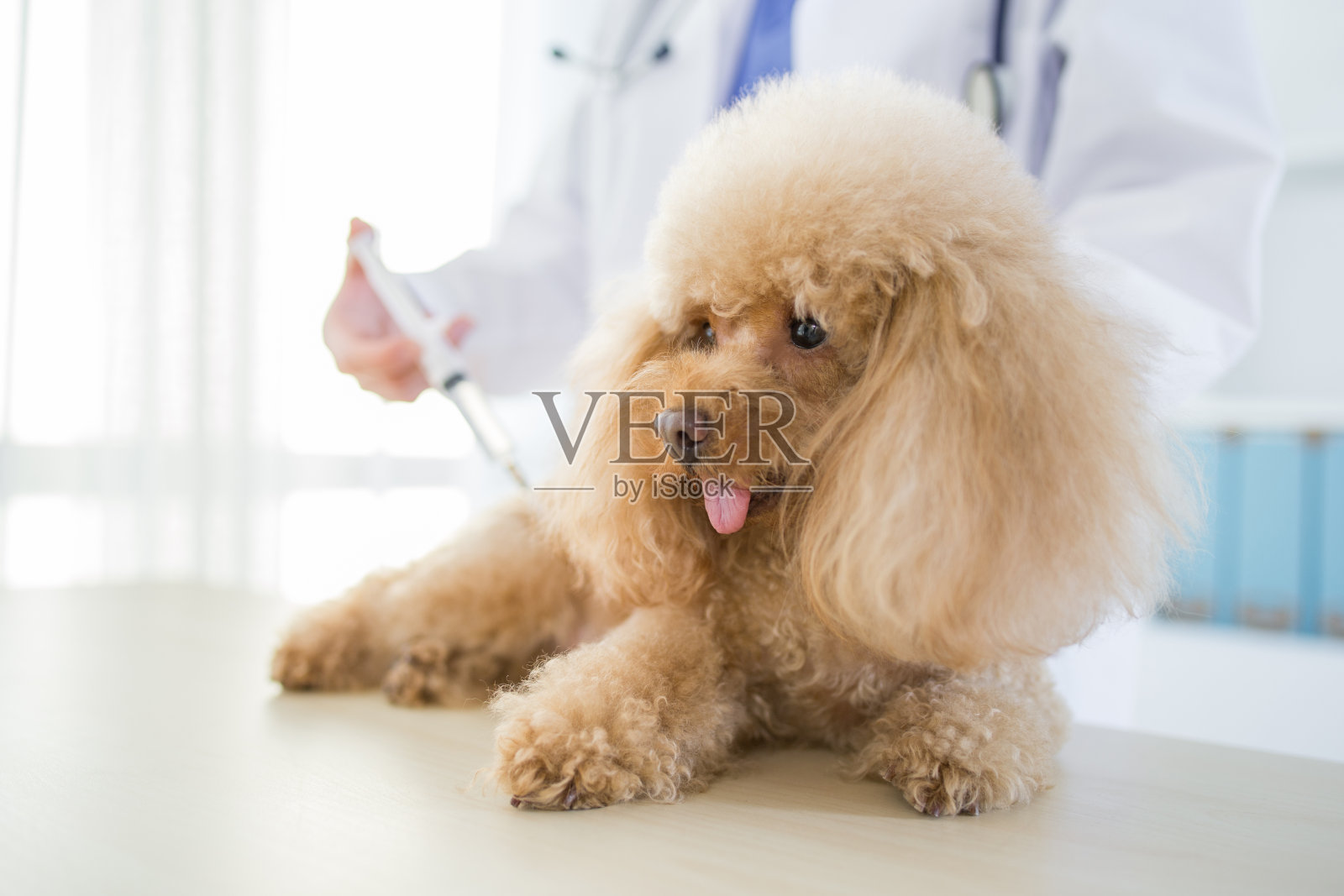 年轻兽医在诊所检查狗照片摄影图片