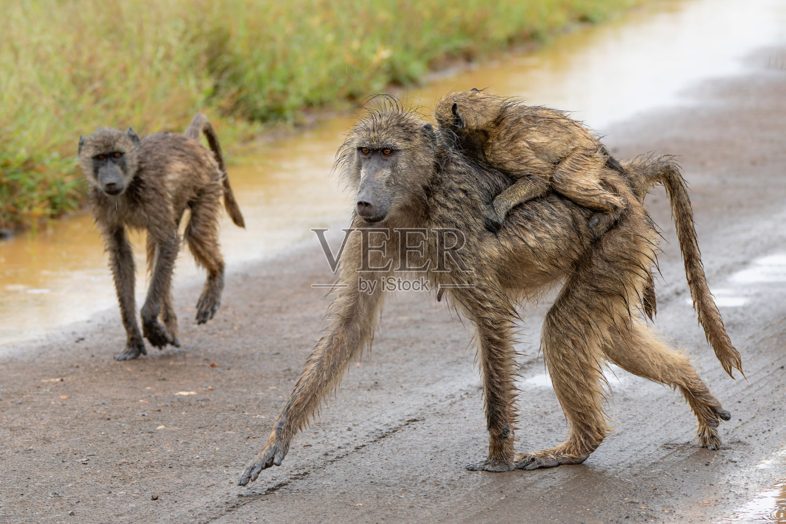克鲁格国家公园里的狒狒妈妈和宝宝照片摄影图片