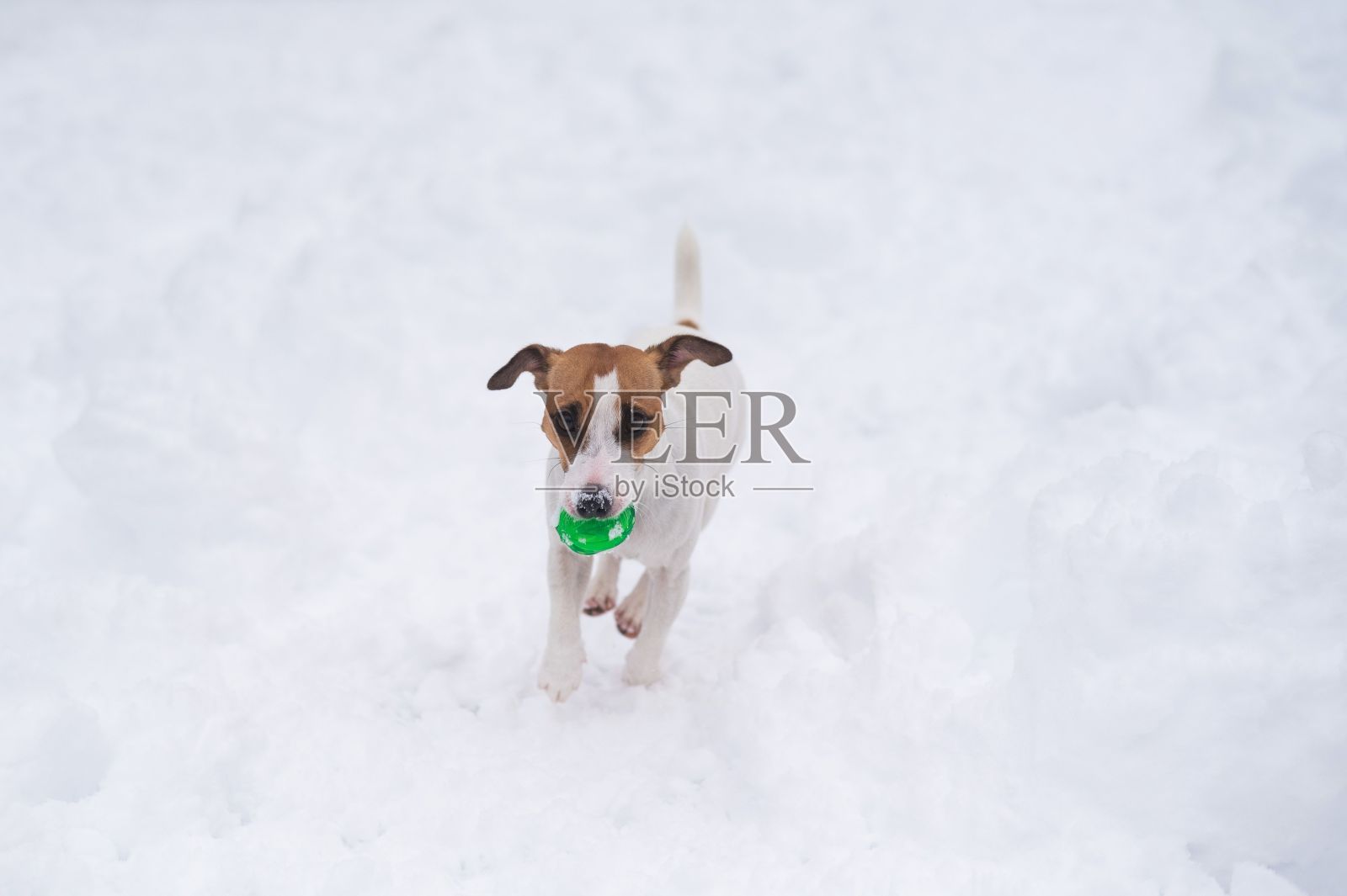杰克罗素梗狗在雪地里玩球。照片摄影图片