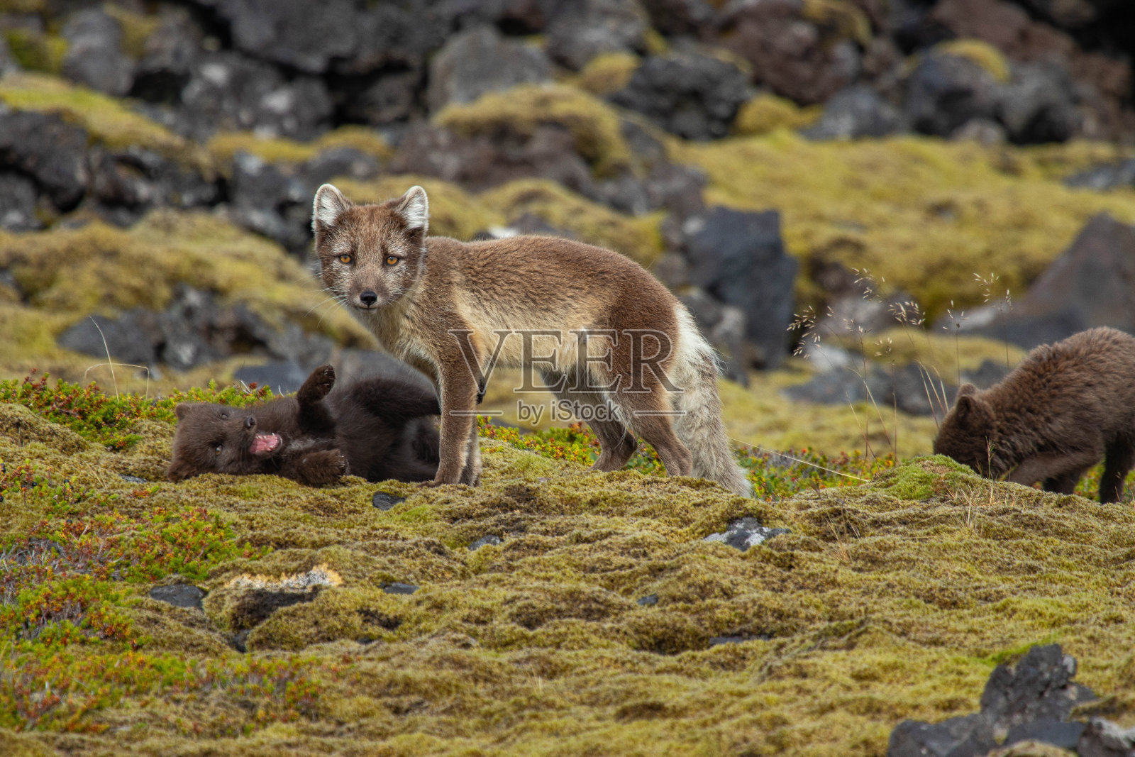你是谁?照片摄影图片