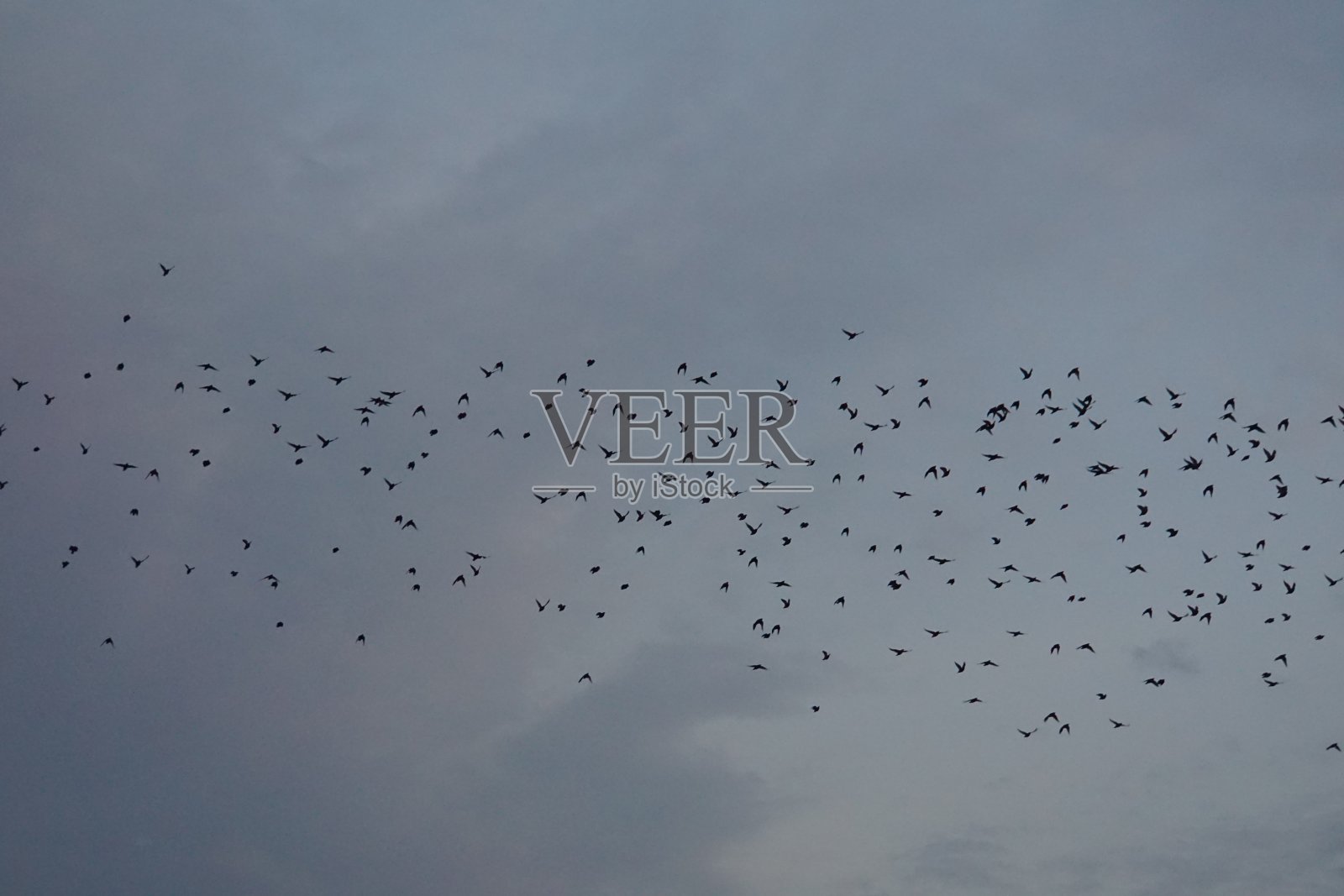 天空中的椋鸟照片摄影图片