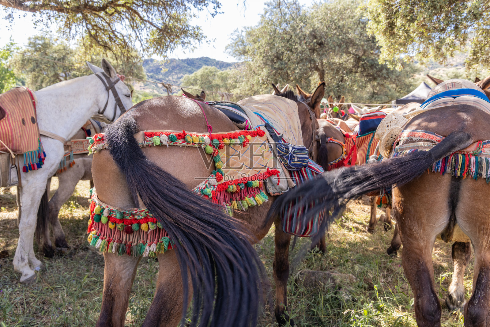 西班牙节日上马匹身上的传统彩色装饰。照片摄影图片