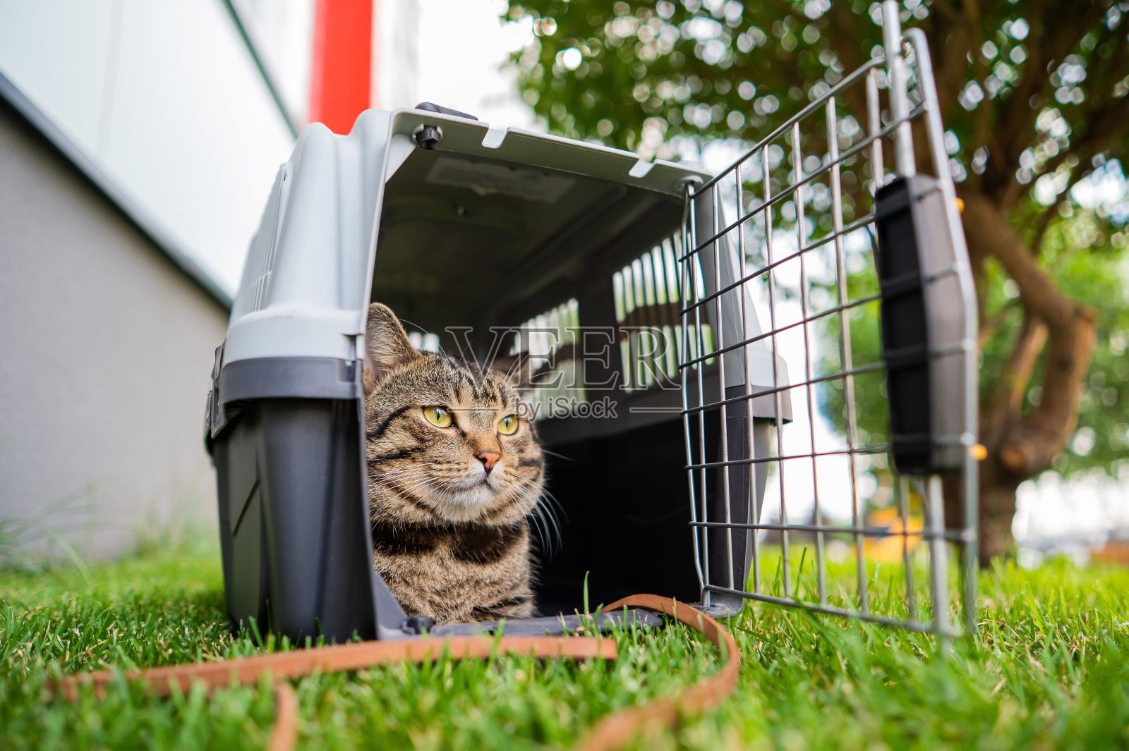 一只平静自信的灰色虎斑猫躺在户外绿草地上的一个笼子里。照片摄影图片