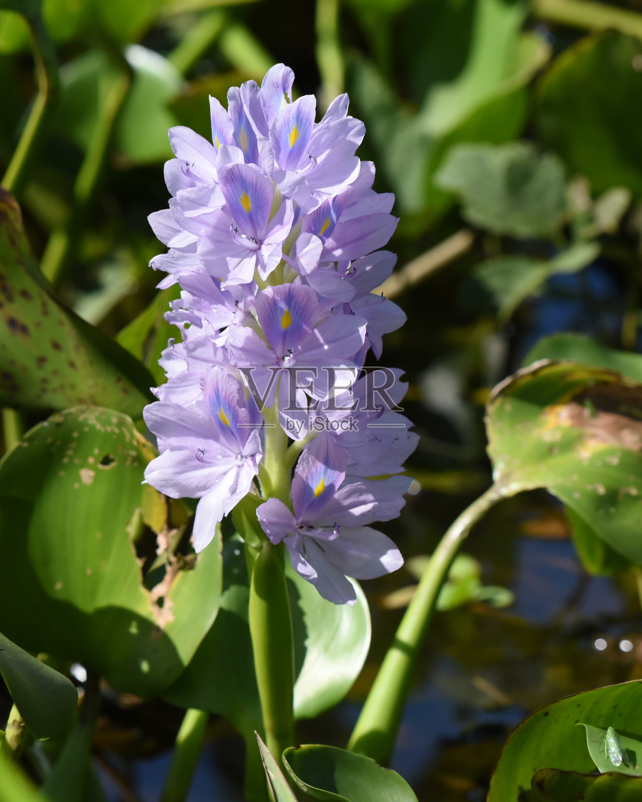Pontederia crassipes,俗称普通水葫芦照片摄影图片