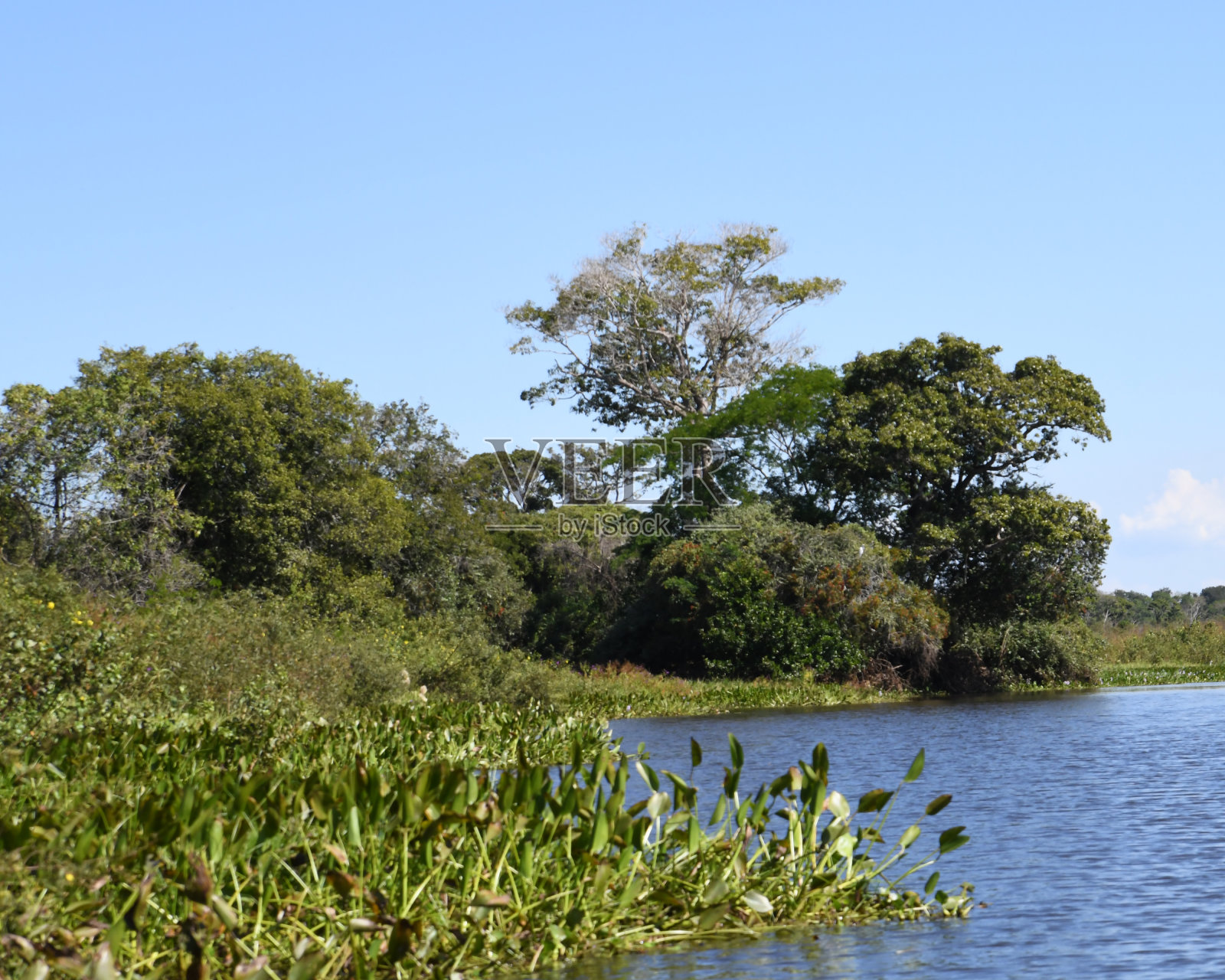 典型的潘塔纳尔风景,河流两旁有树木和丰富的水生植物照片摄影图片