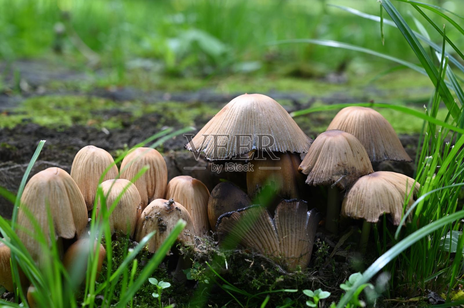 夏季城市公园里的蜂蜜蘑菇特写镜头照片摄影图片