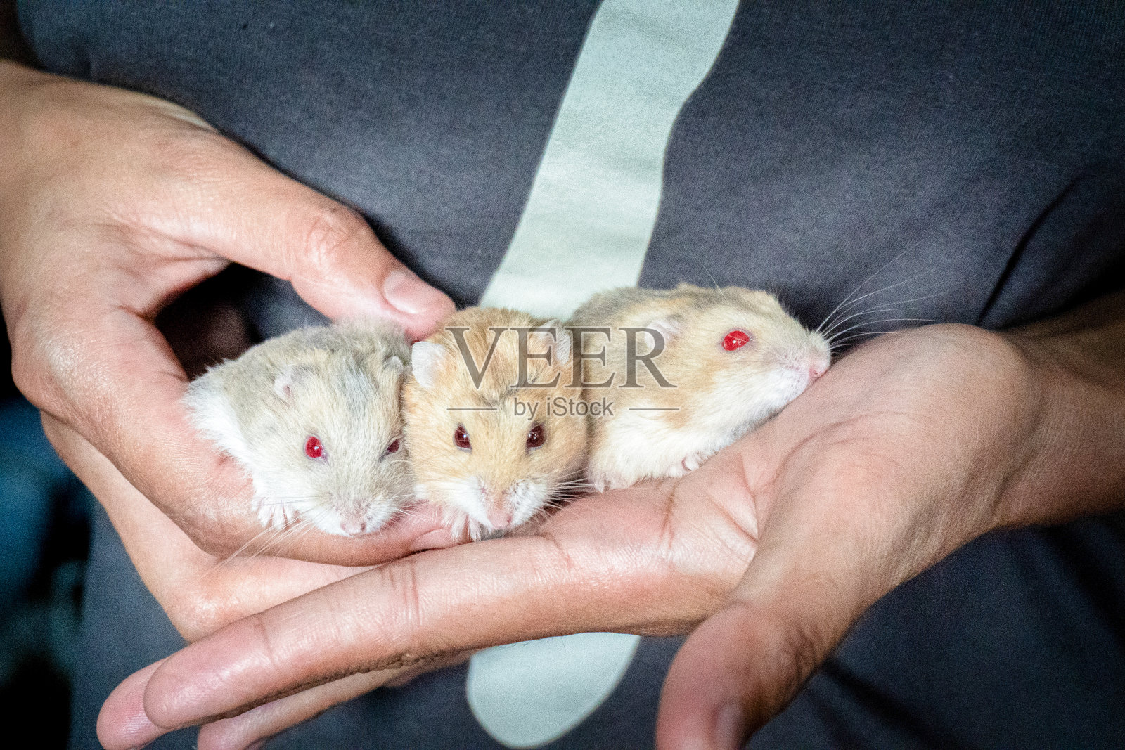 午后的阳光下,一个女人的手掌上有三只可爱的棕色仓鼠。照顾宠物的概念。照片摄影图片