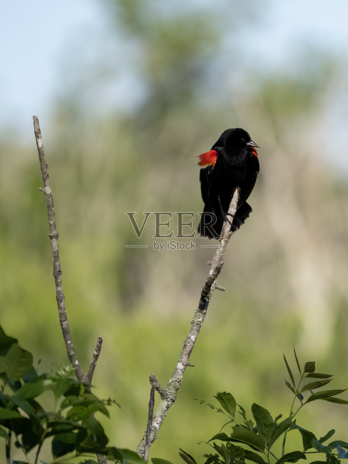 黑鸟栖息在树枝上照片摄影图片