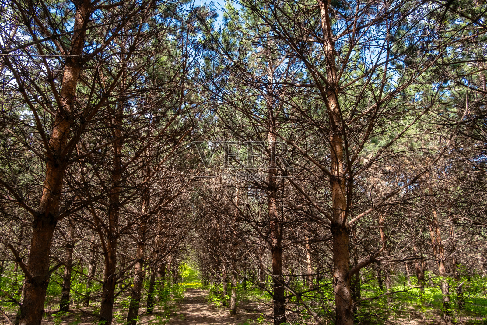茂密森林里一排排的松树。自然的户外环境,绿树成荫。照片摄影图片