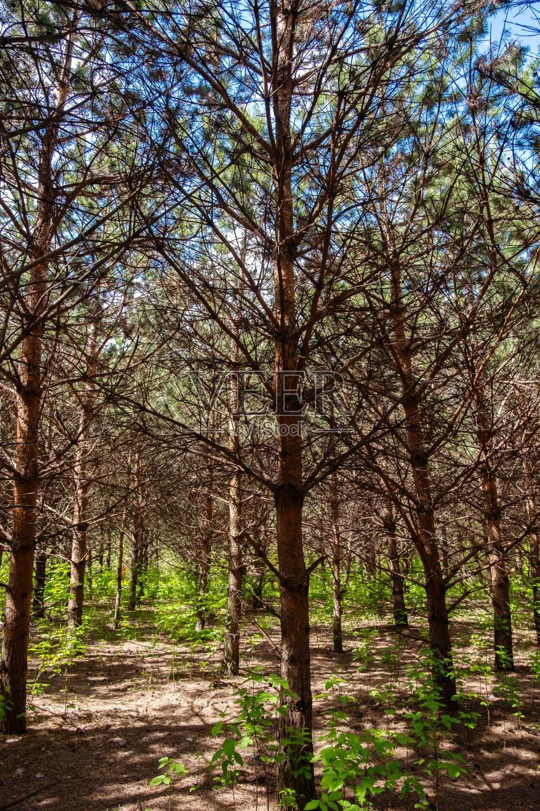 茂密森林里一排排的松树。自然的户外环境,绿树成荫。照片摄影图片