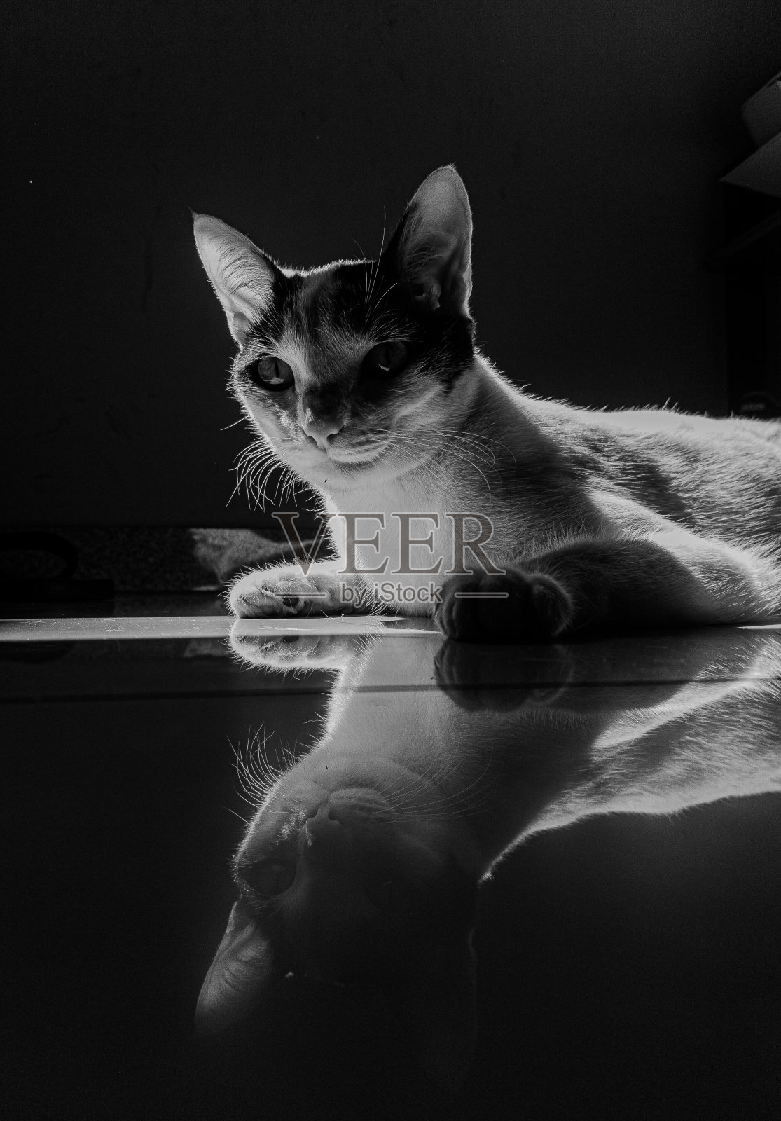 黑底白猫照片摄影图片