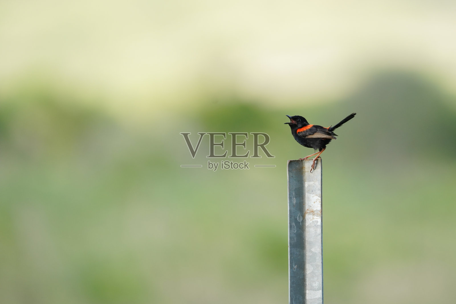 红背鹪鹩站在柱子上照片摄影图片