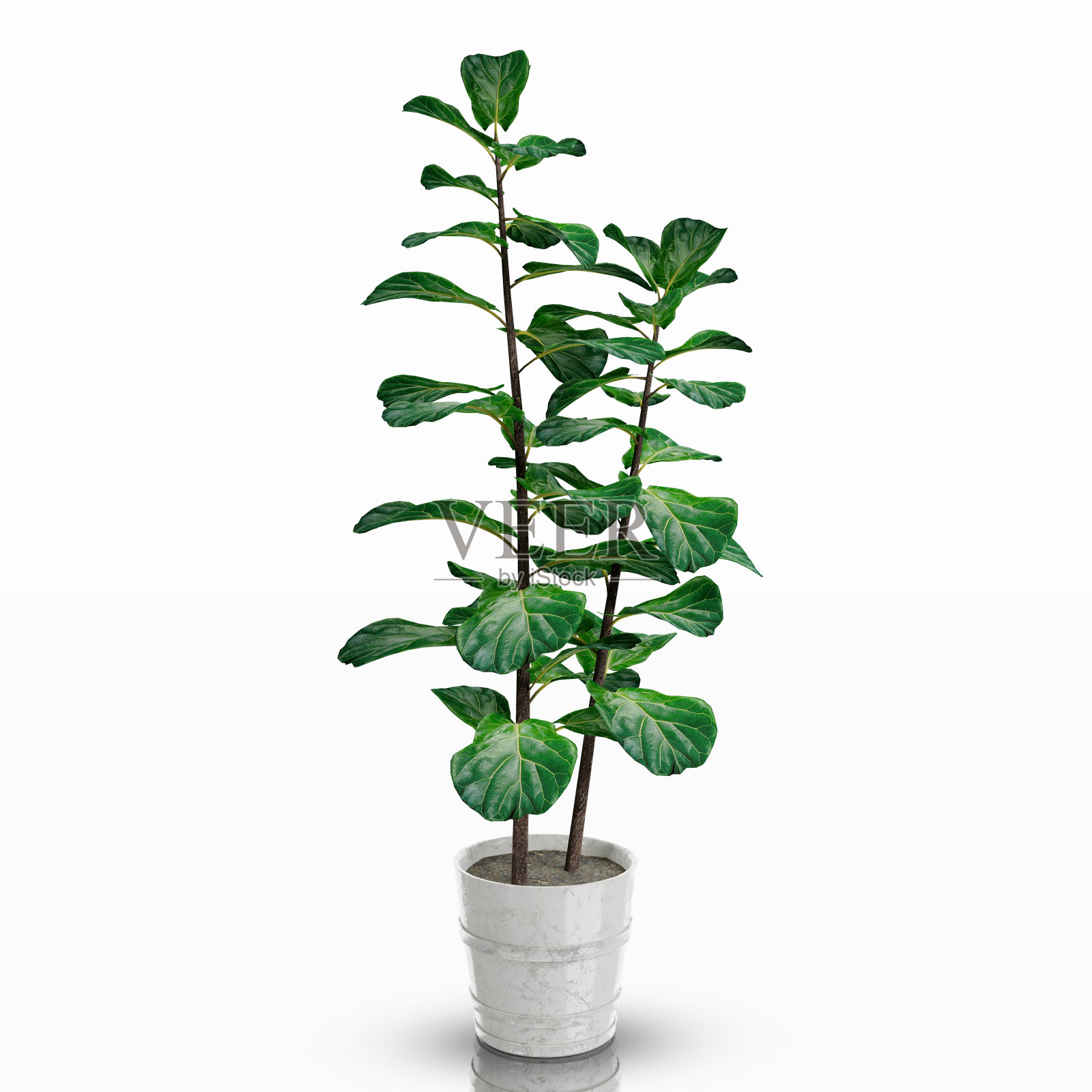 装饰室内植物照片摄影图片