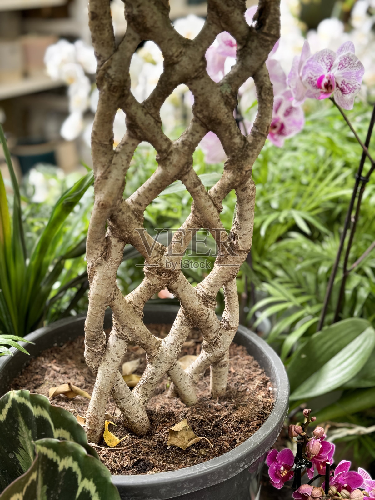 具有修剪形状的编织无花果树干图像/室内热带室内植物在生长花盆中照片摄影图片